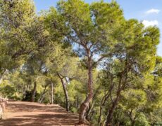 Descubre el encanto del turismo en la Calderona: Un viaje imprescindible en Valencia
