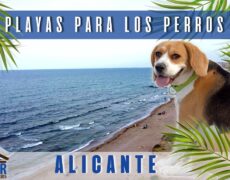 Descubre la belleza de la Playa de Agua Amarga en Alicante: un destino imperdible para tu próximo viaje de turismo