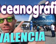 Descubre el impresionante Oceanografic de Valencia: Un imprescindible en tu viaje de turismo