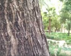 Descubre el encanto del Parque Ribalta en Castellón: un destino imperdible para tu próximo viaje de turismo