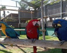 Descubre el turismo en Castellón: Explorando el Jardín del Papagayo