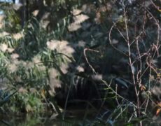 Descubre el encanto del Parque de Marxalenes en Valencia: Una experiencia turística imperdible